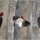 Watch woodpecker evict starling that stole its nest by yanking it out with its beak