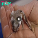 Evolutionary Puzzle: Frog-Like Creature Leaves Scientists Astonished with Unusual Tail Characteristics (video) ‎