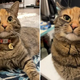 Family Brings Home A Cat Who Learns To Say The Sweetest Word To Her Mom