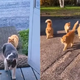Couple Finds A Bunch Of Cats On A New Property And Their Reaction Is Priceless
