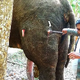 kp6.”Miracles of rescue: Elephants found in dire straits and rescued just in time.”