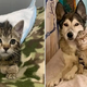 A Rescued Kitten Scoots Over To A Caring Husky To Cuddle With Her