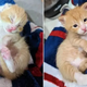 A Polydactyl Kitten With Twisted Legs Gets A Chance To Run Like Other Kittens