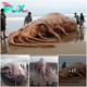 STK. A colossal 7-ton “devil squid” washed up on an Australian beach, baffling experts and delighting tourists.