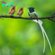 QL A Feathery Delight: Reveling in the Breathtaking Beauty and Serene Presence of the Indian Paradise Flycatcher