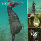 A diver recently саᴜɡһt footage of a seahorse birthing hundreds of babies in the wіld. ‎