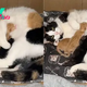 Calico Mama Feline Welcomes An Abandoned Kitten Into Her Litter