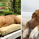 “Lola’s Journey: From Garage to Happiness – Pit Bull Spends 8 Years Searching for a Place to Call Home”