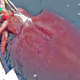 f.In the Atlantic Ocean, American fishermen encountered an unusual incident when a 1,500-pound giant squid, up to 60 feet long, collided with their boat.f