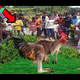 pollo mutante con cuerpo de canguro deja a la gente asombrada (video) – Amazing Spain