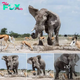 Rude Elephant Bullies Impalas for Watering Hole Dominance in Botswana