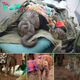 Heartwarming Rescue: Saving a Baby Elephant and Two Ostriches in the African Wilderness