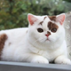 tpn-Brown Spot: A charming story about a chubby and affectionate feline companion.