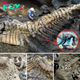 Archaeologists Perplexed by Discovery of 72-Million-Year-Old Dinosaur Tail in Mexican Desert