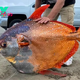 S29. Experience a Rare Spectacle: A 50kg Moonfish Emerges on the Shoreline, Entrancing Onlookers with its Majestic Aura and Signaling an Unusual Coastal Event. S29