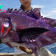 f.Discover the most unique fish on the planet with the vivid and attractive colors of nature.f