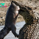 Fearless Mother Hippo Sacrifices to Protect Newborn: Deadly Encounter with Crocodile Ends in Victory