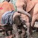 QL Heartwarming Tale: Orphaned Elephant Eliot Finds Family Among Compassionate Companions