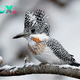 QL Shaggy Mohawk And Stunning White Plumage Flecked With Black On Back And Wings, Crested Kingfisher Is Worth Attention ‎