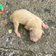 Phc- A completely alone, abandoned newborn dog was found in the heavy rain, helplessly crying for his lost mother.