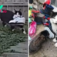 Woman Discovers Her Cat Has Been Stealing Shoes Around The Neighborhood