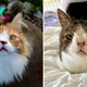 Two Special Needs Cats No One Wanted To Adopt Find A Fur-ever Home Together