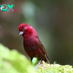 QL “Discover the Exquisite Beauty of the Vinaceous Rosefinch: A Winged Symphony” ‎