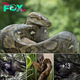 The Feasting Spectacle: Python’s Astounding Mealtime Encounter as it Engulfs a Massive Bird