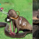 Predator’s Reckoning: The Relentless Triumph of a Blind Mongoose Over a Cobra