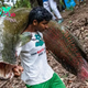 f.Legendary hunt villagers gather to catch ancient Amazon river fish‎.f