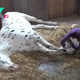 S29. Devoted Trainer Helps Horse Overcome 3 Broken Legs And The Loss Of His Sight (Video). S29