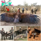 Unveiling: Scientists Catch Massive Bird with Huge Wingspan ‎