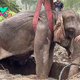 binh. “Incredible Unity: People Unite to Rescue Mother and Baby Elephant Trapped in Deep Hole, Demonstrating Compassion and Determination.”