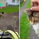 This Kitty Chases Down Mailman Every Day, Demanding His Attention