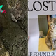 Cat Who’s Been Missing For 2 Weeks, Found Stuck In A Tree