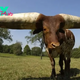 f.A pair of giant horns crowns the head of the world’s largest cow breed, clearly revealing the majesty of a giant.f