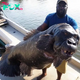 binh. “Debunked: ‘Algerian Gorilla Fish’ with Ape-Like Face That ‘Feasts on Whales’ Turns Out to Be Misidentification, Clearing Up Misconceptions About Marine Life.”