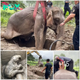 People Unite to Rescue Mother and Baby Elephant Trapped in Deep Hole: A Remarkable Display of Compassion and Determination