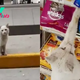 Smart Feline Leads Woman To Buy Him Food, But Receives So Much More