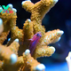 Top 4 Copepod Species for a Small Reef Tank Environment