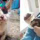 Man Rescues A Blind And Deaf Calico Kitten And Here’s What Happened Next…