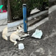 Gorgeous White Puppy Was Tied To Pole For Days Until Kind-Hearted People Saved Him