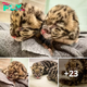 Lamz.Double Delight: Nashville Zoo Welcomes Adorable Twin Clouded Leopard Cubs! (Watch Video)