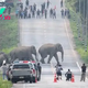 QL Traffic-Stopper Spectacle: 50 Elephants Amble Across Thai Highway, Creating a Spectacular Moment. ‎