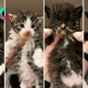 This Foster Mom Rescued Four Kittens From Pouring Rain And A Cold Outdoor Life
