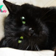 List Of Black Cats With Green Eye Color