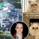 Cara Delevingne announces cats survived devastating house fire after cryptic post: ‘They are alive!!’