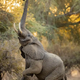 SV Graceful walks in search of tree rewards in Zimbabwe National Parks! ‎