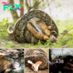 Watch Python Swallow Antelope in Astonishing Video