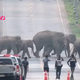 binh. “Majestic Elephant Parade Mesmerizes in Breathtaking Road-Crossing Spectacle! Graceful Giants Leave Unforgettable Impression on Onlookers in Enchanting Journey.”